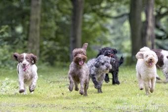 Chien Haletant 101 :Combien de temps après l exercice est-il normal ? 