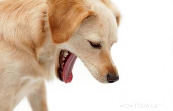 Questions sur les vomissements de chien 