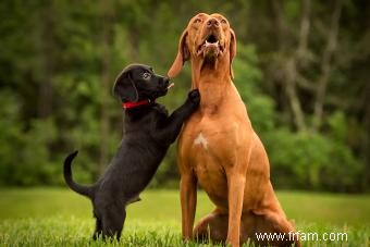 Conversion facile des années de chien en années humaines 