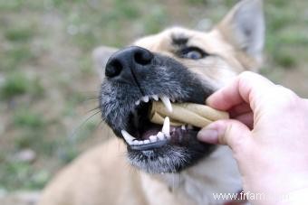 Avis d expert :les os peuvent-ils endommager les dents du chien ? 