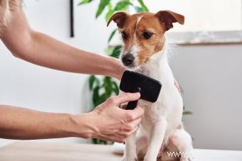 Des moyens infaillibles pour éliminer la peau sèche des chiens 