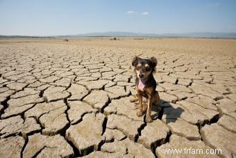 Guide de la déshydratation chez les chiens 