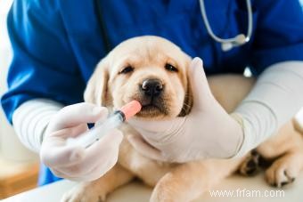 Comment soulager au mieux la diarrhée du chiot 