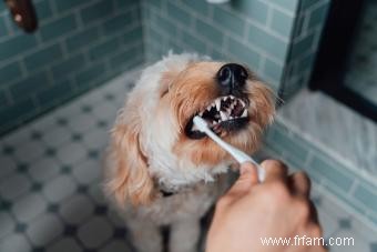 Comment faire un nettoyage des dents de chien sans difficulté 