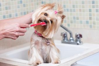 Comment faire un nettoyage des dents de chien sans difficulté 