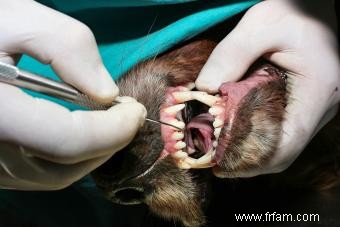 Comment faire un nettoyage des dents de chien sans difficulté 