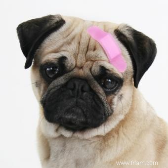 Comment garder les bandages sur un chien 