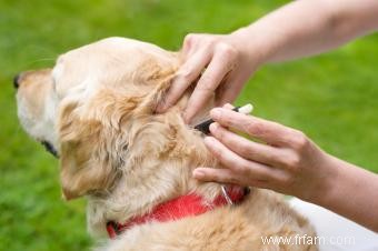 Comment enlever une tique d un chien 