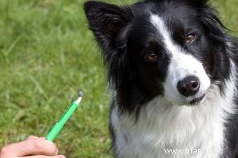 Comment enlever une tique d un chien 