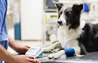 Comment prendre la tension artérielle d un chien 