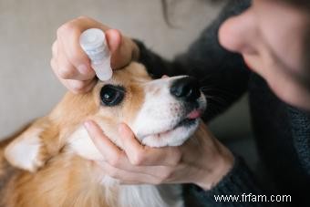 Comment traiter une infection des yeux de chien (de la bonne manière) 