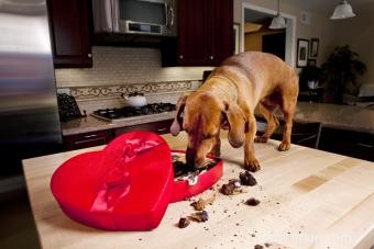 Comment traiter un chien qui a mangé du chocolat 