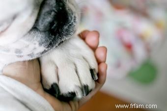 Laisser votre chien mourir naturellement à la maison 