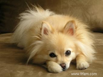 Signes qu un chien a des maux d estomac 