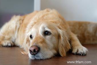 Signes qu un chien a du mal à se remettre d une crise 