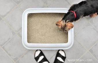 Stratégies pour empêcher votre chien de manger du caca de chat 