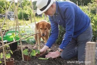 Comprendre les ankylostomes chez les chiens (pour les propriétaires) 