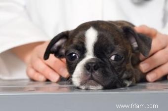 Signes avant-coureurs de Parvo chez les chiens et les chiots 