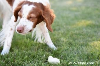 Qu est-ce que cela pourrait signifier si votre chien tousse ? 