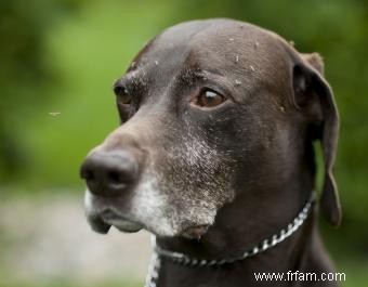 Qu est-ce que cela pourrait signifier si votre chien tousse ? 