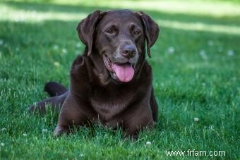 Qu est-ce que cela signifie si mon chien respire vite ? 