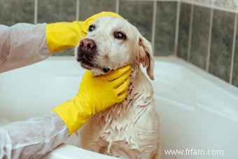 Qu est-ce que la teigne chez les chiens? Prochaines étapes expliquées 