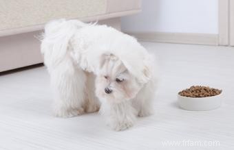 Que faire lorsque votre chien ne veut pas manger 