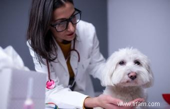 Quoi nourrir un chiot avec Parvo 