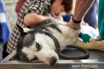 Pourquoi mon chien ne boit-il pas d eau ? Identifier les causes 