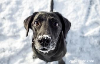 Risques hivernaux pour la santé des chiens 