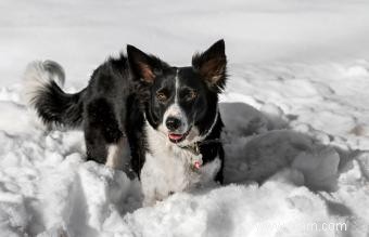 Risques hivernaux pour la santé des chiens 