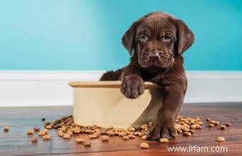 4 meilleurs aliments pour chiots avec des ingrédients vraiment sains 