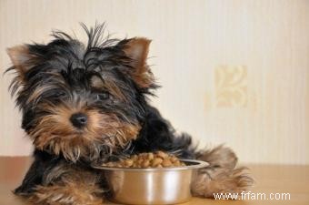 5 options d aliments pour chiens riches en fibres 