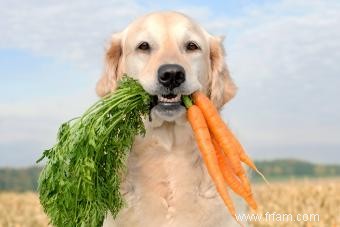 Les carottes sont-elles bonnes pour les chiens ? Façons de les ajouter à l alimentation de votre chiot 