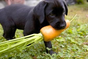 Les carottes sont-elles bonnes pour les chiens ? Façons de les ajouter à l alimentation de votre chiot 