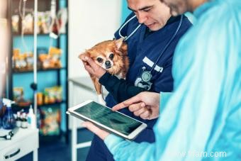 Les os de poulet sont-ils sans danger pour les chiens ? 