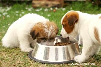 Meilleurs aliments et marques pour chiens 