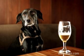 Les chiens peuvent-ils boire de la bière ? Gardez cette boisson pour les adultes 