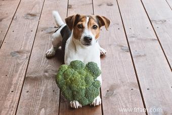 Les chiens peuvent-ils manger du brocoli ? Explorer ce légume pour les chiens 