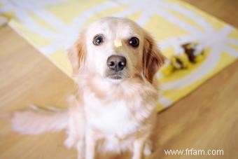 Les chiens peuvent-ils manger du fromage (en toute sécurité) ? Réponse expliquée pour les propriétaires 