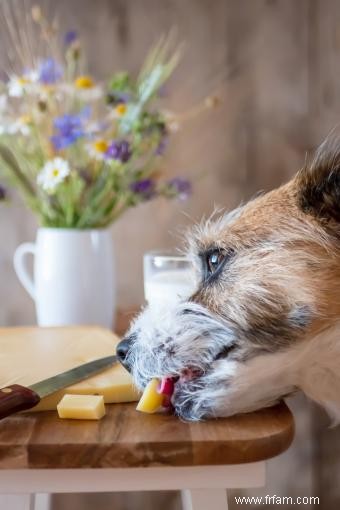 Les chiens peuvent-ils manger du fromage (en toute sécurité) ? Réponse expliquée pour les propriétaires 