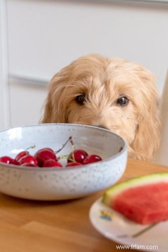 Les chiens peuvent-ils manger des cerises ? Précautions appropriées à suivre 