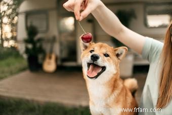 Les chiens peuvent-ils manger des cerises ? Précautions appropriées à suivre 