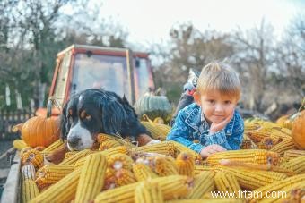 Les chiens peuvent-ils manger du maïs ? Avantages et risques 