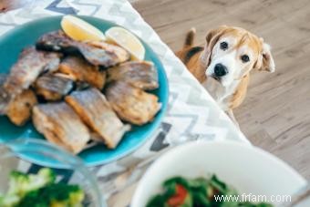 Les chiens peuvent-ils manger du poisson ? Répartition des pratiques les plus sûres 