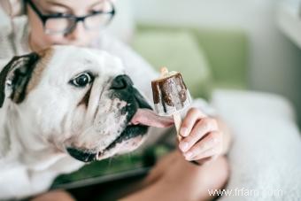 Les chiens peuvent-ils manger de la glace ? Différences entre les types humain et chien 