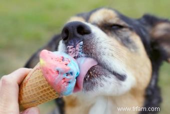 Les chiens peuvent-ils manger de la glace ? Différences entre les types humain et chien 