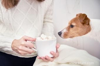 Les chiens peuvent-ils manger des guimauves ? Donner des sucreries ou les éviter 