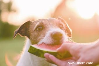 Les chiens peuvent-ils manger des guimauves ? Donner des sucreries ou les éviter 