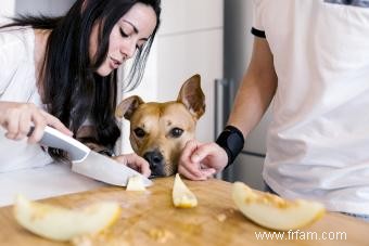 Les chiens peuvent-ils manger du melon ? Idées de friandises alternatives 